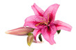 Pink lily flower