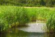 Swan floating on the lake