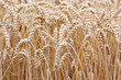 Wheat straws