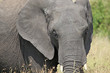 afrikanischer Elefant