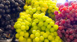 Photo: Variety of grapes Variety of grapes