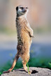 A meerkat standing upright and looking alert