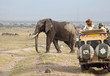Elefant mit touristen