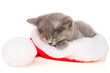 Beautiful cat in a Santa Claus hat