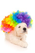 Portrait of a retriever puppy in colored wig