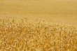 Champs de blé en juillet