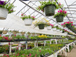 Flowers growing in foil hothouse of garden center
