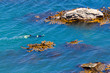 Snorkeller in ocean between rocks and bull kelp