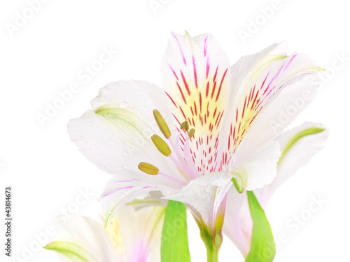 Photo: White Lily White Lily