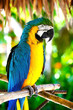 parrot