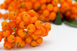 Ashberry cluster with  bright orange berry