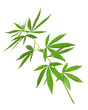 Cannabis plant