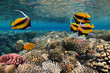 Photo of a coral colony