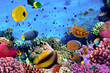 Photo of a coral colony