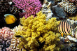 Tropical Fish on Coral Reef in the Red Sea