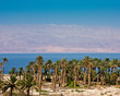 Palm Trees at the Dead Sea