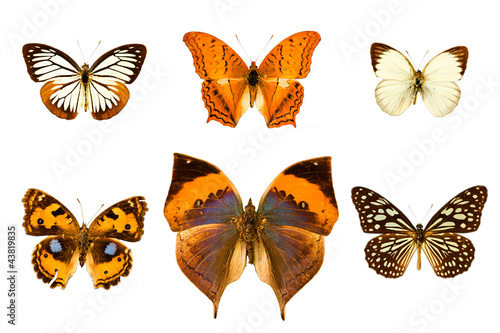 Photo: Butterfly isolated on white background. Butterfly isolated on white background.