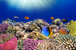 Foto: Underwater world. Coral fishes of Red sea. Underwater world. Coral fishes of Red sea.