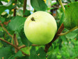 Foto: apples apples