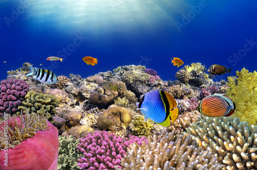 Photo: Underwater world. Coral fishes of Red sea. Underwater world. Coral fishes of Red sea.