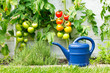 Tomatenpflege im Garten