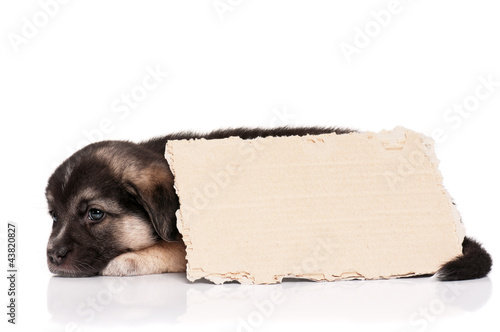Photo: Puppy with paper Puppy with paper