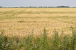 Weizenfeld