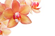 Orchideen