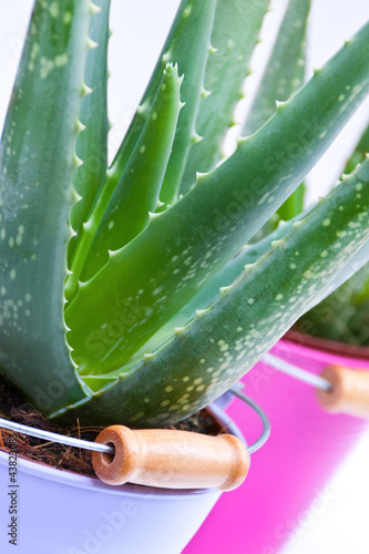 Photo: Aloe Vera Aloe Vera