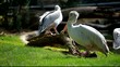 Video: White pelican (Pelecanus onocrotalus) standing on grass White pelican (Pelecanus onocrotalus) standing on grass