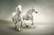 White horses