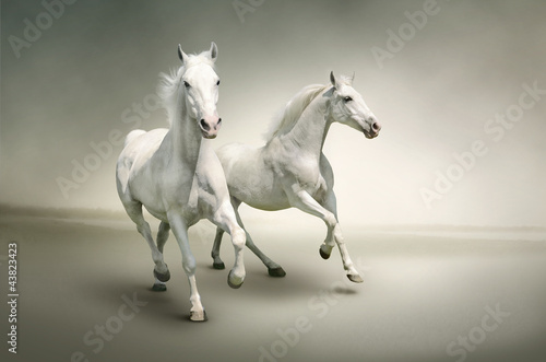 Photo: White horses White horses
