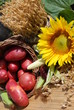 red organic potatoes