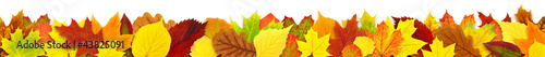 Photo: Colorful autumn leaves border isolated on white Colorful autumn leaves border isolated on white