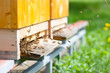 Honey bees swarming and flying around their beehive