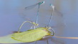Macro shot of mating dragonflies