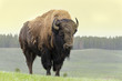 bisonte nello Yellowstone National Park in Wyoming