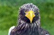 Photo: An Eagle An Eagle