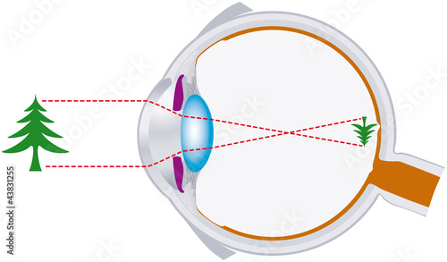 Vector: Vision, Optics, Eyeball (Sehen, Optik, Augapfel) Vision, Optics, Eyeball (Sehen, Optik, Augapfel)