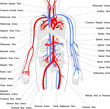 blood circulation