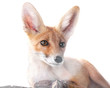 red fox isolated on white