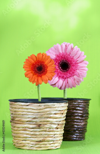 Foto: Zwei Blumen in Blumentöpfen Zwei Blumen in Blumentöpfen