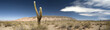 Desert cacti, Argentina