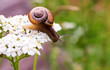 Snail.