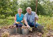 People harvesting potatoes
