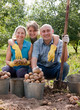 Photo: harvesting potatoes harvesting potatoes