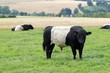 Belted Galloways am Dörnberg