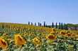 I campi di girasoli della Toscana
