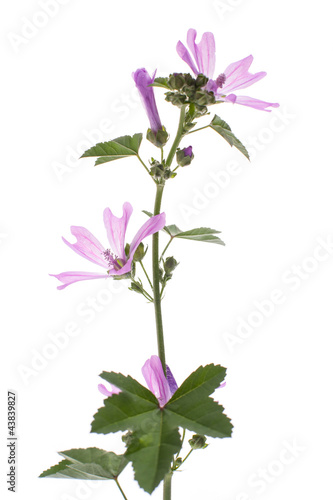 Foto: Wilde Malve (Malva sylvestris) vor weiß Wilde Malve (Malva sylvestris) vor weiß