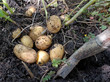 Kartoffelernte